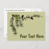 Larch Branch Briefkaart (Voorkant / Achterkant)