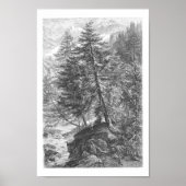 Larch Tree 1800s Antiek illustratie Poster (Voorkant)