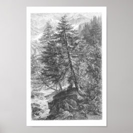 Larch Tree 1800s Antiek illustratie Poster
