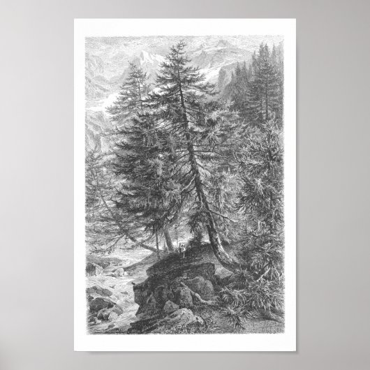 Larch Tree 1800s Antiek illustratie Poster (Voorkant)