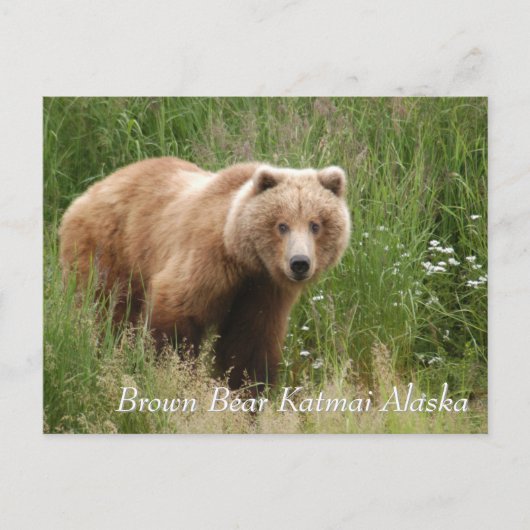 Large Brown Bear Katmai Alaska Briefkaart (Voorkant)