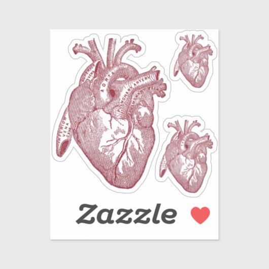 Large Labelled Vintage Anatomical Heart, Red Sticker (Vel)