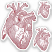 Large Labelled Vintage Anatomical Heart, Red Sticker (Voorkant)