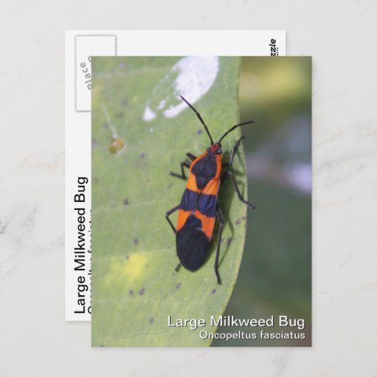 Large Milroed Bug Briefkaart (Voorkant / Achterkant)