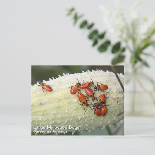 Large Milroed Bug Briefkaart (Staand voorkant)