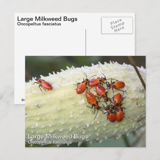 Large Milroed Bug Briefkaart (Voorkant / Achterkant)