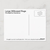 Large Milroed Bug Briefkaart (Achterkant)