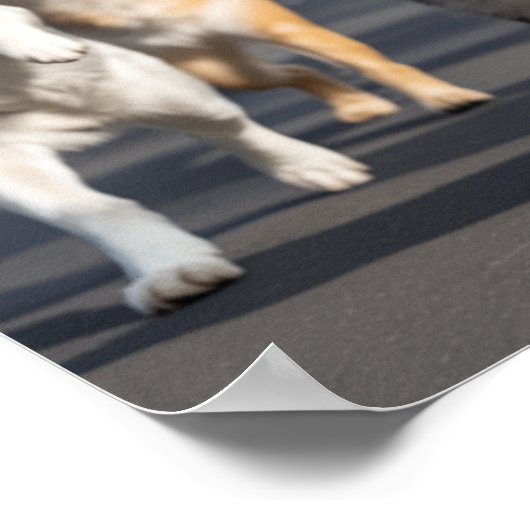 Large No Kings Day Pet Poster (Hoek)