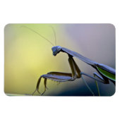 Large Praying Mantis Magnet Magneet (Horizontaal)