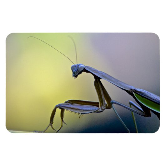 Large Praying Mantis Magnet Magneet (Horizontaal)