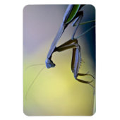 Large Praying Mantis Magnet Magneet (Verticaal)