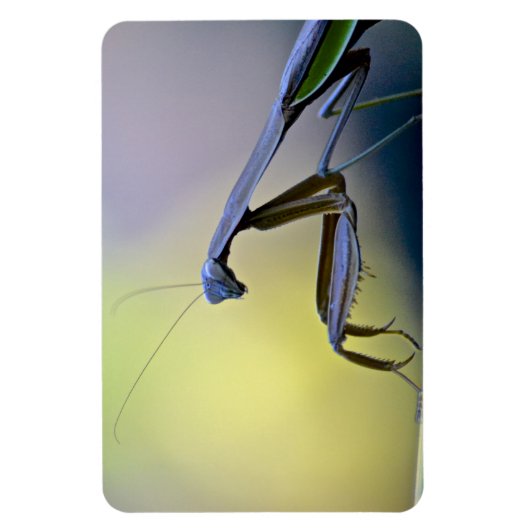 Large Praying Mantis Magnet Magneet (Verticaal)