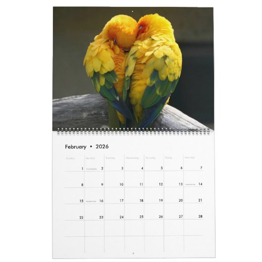 Large Size Beautiful Birds Calendar Kalender (Feb 2026)