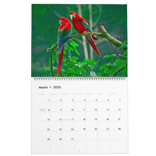 Large Size Beautiful Birds Calendar Kalender (Mar 2026)