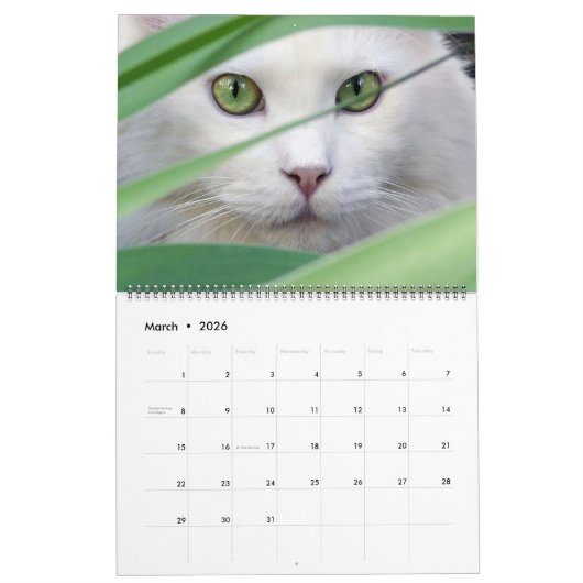 Large Size Cat Lovers Calendar Kalender (Mar 2026)