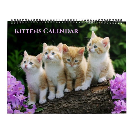 Large Size Kittens Calendar Kalender (Hoes)