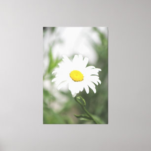 Large White Daisy Canvas Afdruk