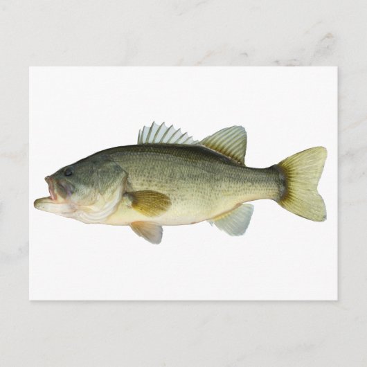 Largemouth Bass Briefkaart (Voorkant)
