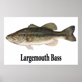 Largemouth Bass Poster