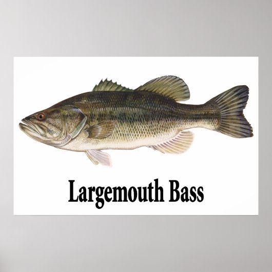 Largemouth Bass Poster (Voorkant)