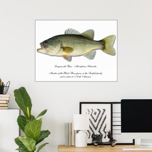 Largemouth Bass Poster (Thuiskantoor)
