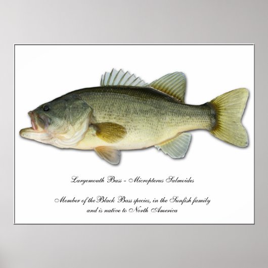 Largemouth Bass Poster (Voorkant)
