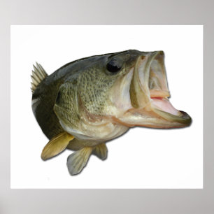 Largemouth Bass Poster