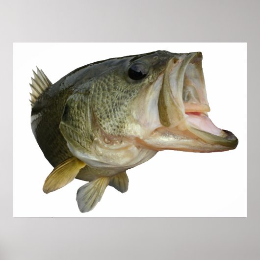 Largemouth Bass Poster (Voorkant)