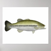Largemouth Bass Poster (Voorkant)