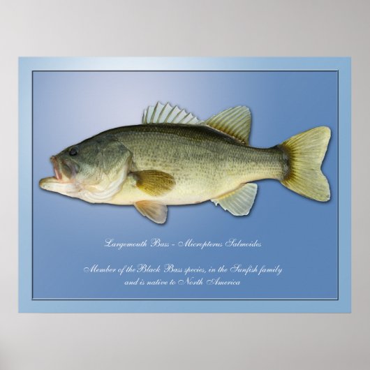 Largemouth Bass Poster (Voorkant)