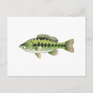 Largemouth Spotted Green American Bass Vector Briefkaart