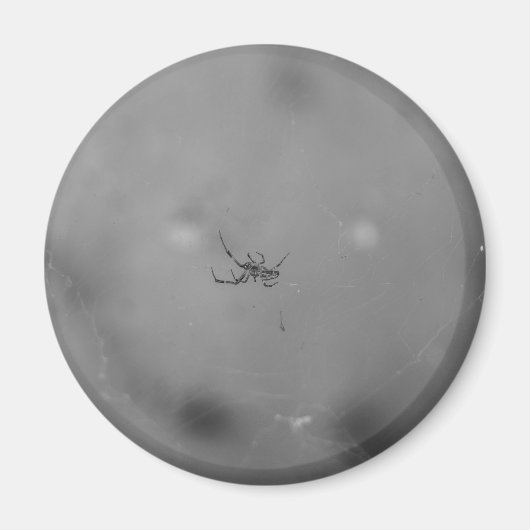 Larinioides sclopetarius magneet (Voorkant)