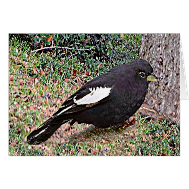 Lark Bunting (Colorado) (Voorkant Horizontaal)