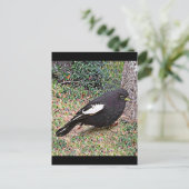 Lark Bunting (Colorado) Briefkaart (Staand voorkant)