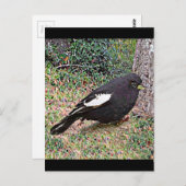 Lark Bunting (Colorado) Briefkaart (Voorkant / Achterkant)