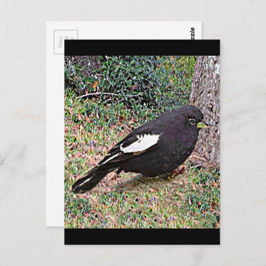 Lark Bunting (Colorado) Briefkaart (Voorkant / Achterkant)