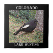 Lark Bunting (Colorado) Tegeltje (Voorkant)