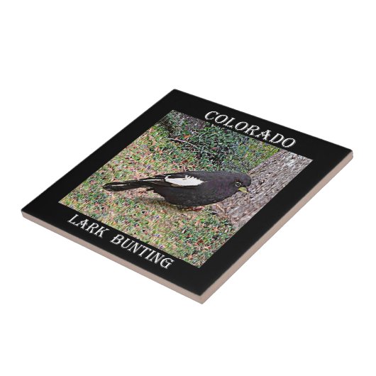 Lark Bunting (Colorado) Tegeltje (Zijkant)