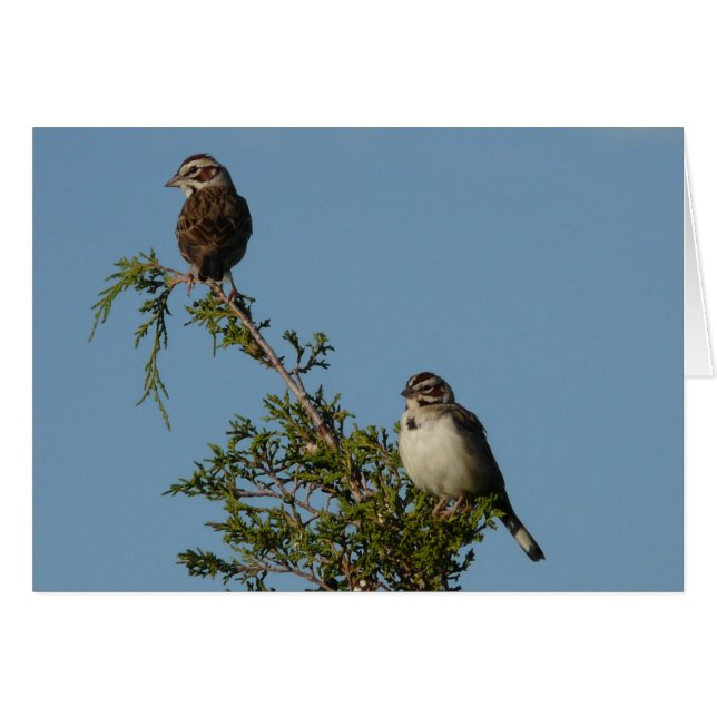 Lark Sparrow (Voorkant Horizontaal)
