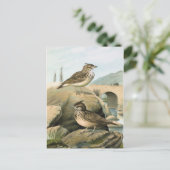Larks  vogelillustratie briefkaart (Staand voorkant)