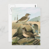 Larks  vogelillustratie briefkaart (Voorkant / Achterkant)