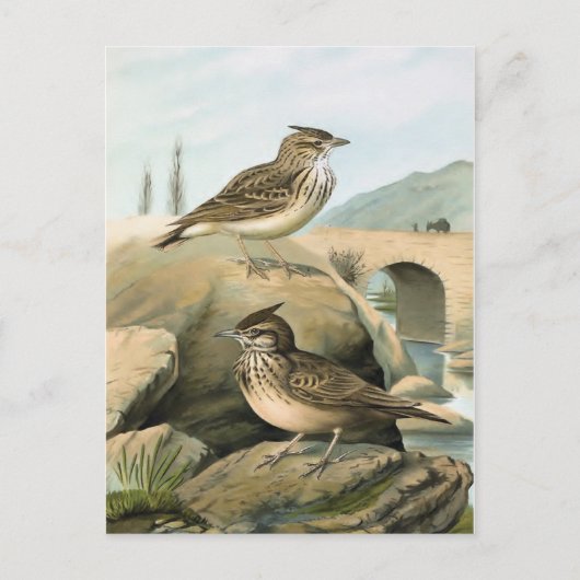 Larks  vogelillustratie briefkaart (Voorkant)