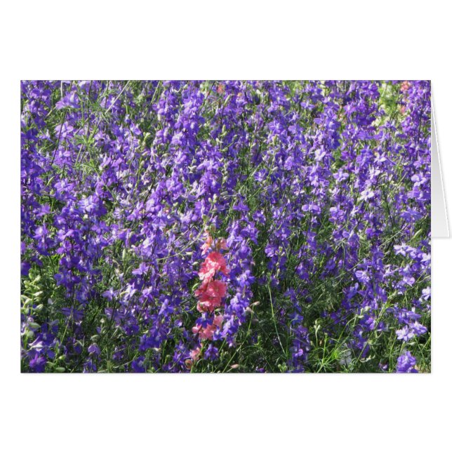 Larkspur (Voorkant Horizontaal)