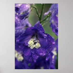 Larkspur, (Delphinium Hybride) bloemen Poster