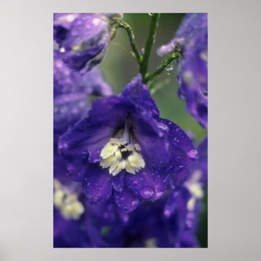 Larkspur, (Delphinium Hybride) bloemen Poster (Voorkant)
