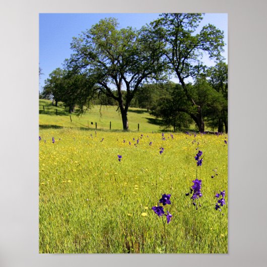 Larkspur Field, hek Poster (Voorkant)
