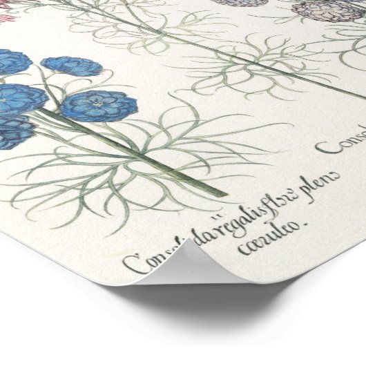 Larkspur Poster (Hoek)