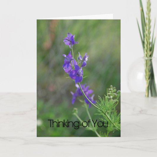 Larkspur voelt zich beter kaart (Voorkant)