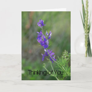 Larkspur voelt zich beter kaart