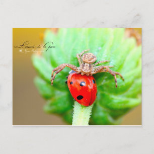 L'arrivée de la proie briefkaart